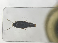 Sepedophilus