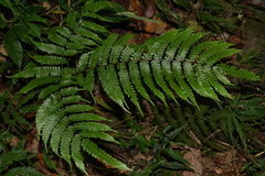 Pteris longipes