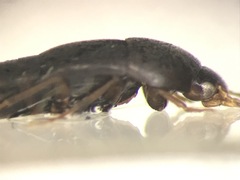 Sepedophilus