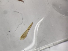 Sepedophilus