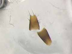 Sepedophilus