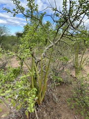 Commiphora
