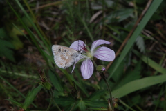 Plebejus
