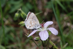 Plebejus