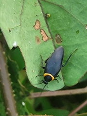 Hemithyrsocera palliata