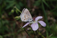 Plebejus