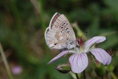 Plebejus