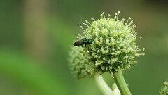 Agrilaxia