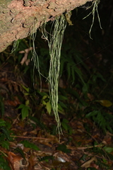 Haplopteris flexuosa