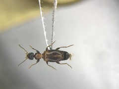 Omonadus formicarius