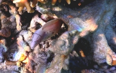 Gymnothorax griseus