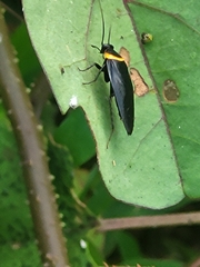 Hemithyrsocera palliata