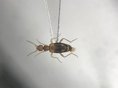 Stricticomus tobias