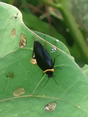 Hemithyrsocera palliata