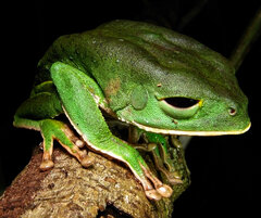 Phyllomedusa camba