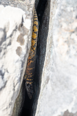 Pseudocordylus microlepidotus microlepidotus
