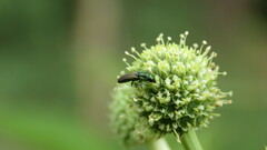 Agrilaxia