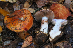 Cortinarius adonis