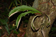 Pyrrosia costata