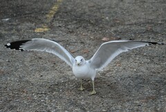 Larus delawarensis