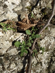 Arabis caucasica