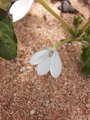 Rhinacanthus xerophilus