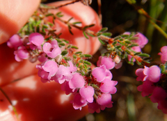 Erica mollis