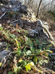 Arabis caucasica