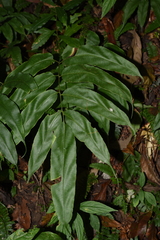 Coniogramme fraxinea