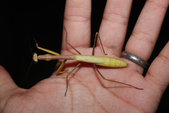 Stagmomantis floridensis