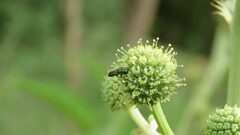 Agrilaxia