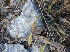 Cephalaria coriacea
