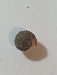 Xerotricha conspurcata