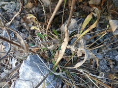 Cephalaria coriacea