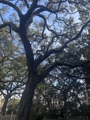 Quercus virginiana