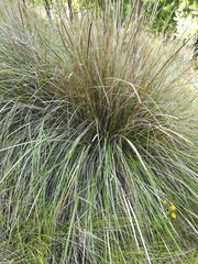 Muhlenbergia macroura
