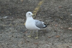 Larus delawarensis