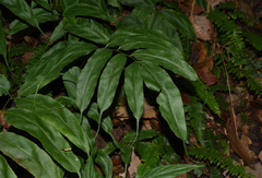 Coniogramme fraxinea