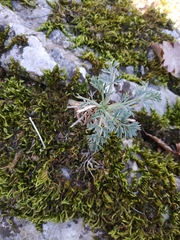 Seseli gummiferum