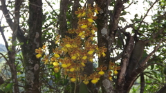 Gomesa imperatoris-maximiliani