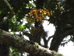 Gomesa imperatoris-maximiliani