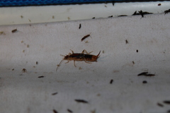 Labidura riparia
