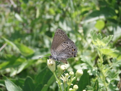 Satyrium behrii