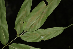 Coniogramme fraxinea