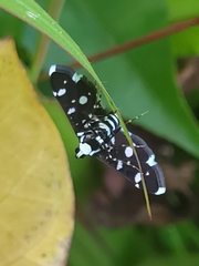 Bocchoris inspersalis