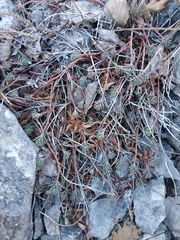 Euphorbia petrophila