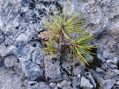 Pinus nigra pallasiana