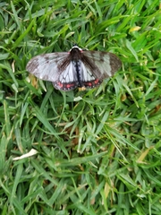 Dysschema leucophaea