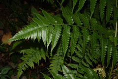 Diplazium succulentum