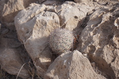 Echinomastus warnockii